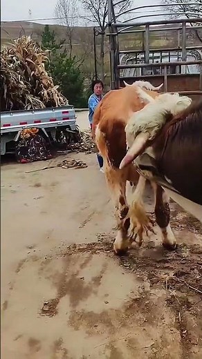 Daily life diary of a rural cattle farmer #627