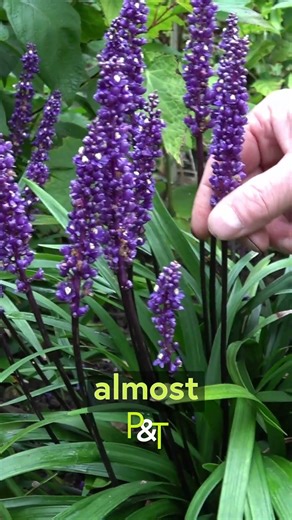 Autumn Flowering Perennial Ideas! - 5 - Liriope muscari - Pots & Trowels