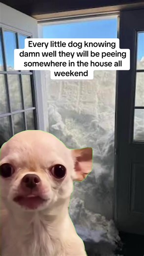 Little Dogs and Their Weekend Adventures