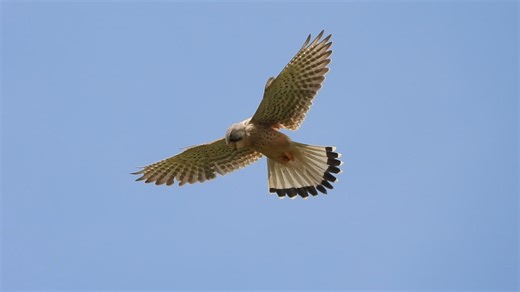 9.8K views · 237 reactions | Kestrel hunting above the Marine Drive this morning | Scarborough Porpoise | Facebook