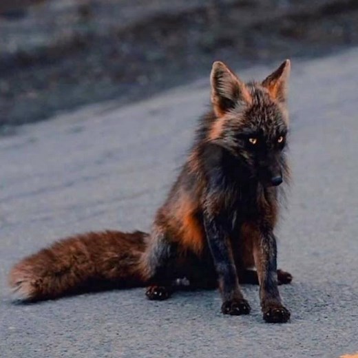 Melanistic fox🦊. One of the rarest animals on the planet