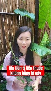 Tía tô: Công dụng thần kỳ và cách dùng hiệu quả nhất