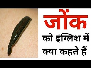 जोंक को इंग्लिश में क्या कहते हैं | jonk ko english mein kya kahate