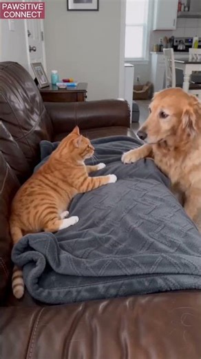Goldie pulled the blanket. Ginger pulled back. The owner took the blanket. Both paws left hanging.🐾🐱