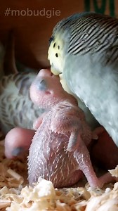 683 reactions · 19 comments | Budgie parents feeding chicks #birdfeeding #budgie #birdlife #birdwatching #nestingbirds | Mo Budgie | Facebook