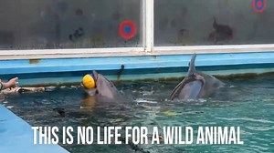 86K views · 4.4K reactions | These dolphins are trapped in a tiny,...