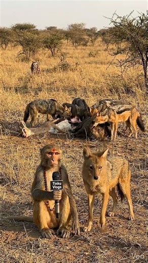 अब तो जानवरों को भी मीडिया से दिक्कत है #animals #comedy #funny #saveanimals