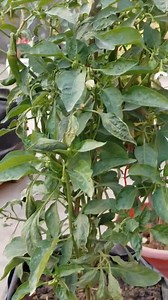 117K views · 1.5K reactions | घर पर बनाएं मुफ्त में NPK  और पौधों  की ग्रोथ को करें सुपरफास्ट #ViralPlants #PlantGrowth #gardeningtips #OrganicNPK #organicgardening #fertilizer | Rekha Ka Munch | Facebook