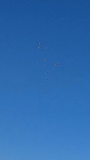 CLOSE geese while hunting! Does the hunter get HIT？？ #hunting #geese #canadagoose | Prestigeoutdoors Goosehunting