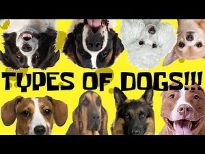 Dog Breeds Portrayed By SpongeBob Squarepants