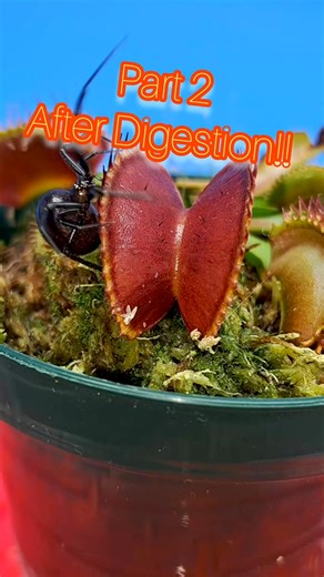 Venus fly traps comparison clean catch VS non clean catch #trending #viral #instagram #love #explorepage #explore #instagood #fashion #follow #tiktok #like #likeforlikes #followforfollowback #photography #india #trend #instadaily #memes #music #style #trendingnow #reels #foryou #likes #photooftheday #model #beautiful #insta | Carnivorous Plants | Facebook