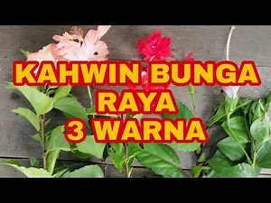 Cara mudah Kahwin bunga raya @ kembang sepatu 3 warna