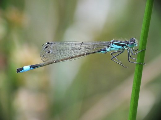 Blue-tailed Damselfly - British Dragonfly Society