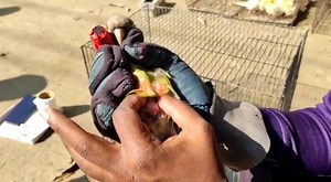 Unity aviary | Unity Farm