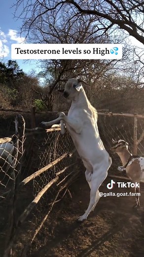 #farming #farm #farmlife #POV #fyp #fypシ #viraltiktok #goatfarming #goatfarmingkenya #gallagoatfarm #gallagoatfarming #gallagoats #gallagoat #boargoat #farmers_voice #sustainability #sustainablefarming #trendingkenya🇰🇪 #nairobitrends #kenya #trendingugandatiktok #youngfarmersdoitbest🤌🏻🥩🐄 #viral #fyp #kenyanfarmer