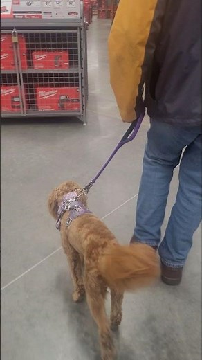 6 Month Old Puppy Training Inside Home Depot #dogtraining #goldendoodle