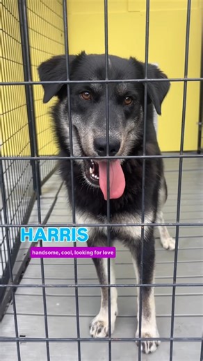 Love Island lovers, tune in! Because we've got some ADORABLE new bombshells in the shelter (villa) this week. Meet some of our adorable new pups looking for love! Who would you choose? We're open tomorrow from 11am-4pm, come find your perfect match! | Nate's Honor Animal Rescue Center