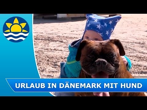 Erholsamer Urlaub mit Hund in einem Ferienhaus mit Hund in Dänemark