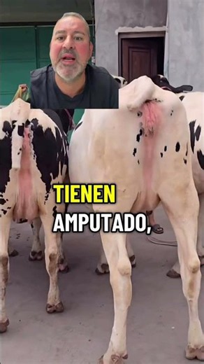 Did you notice their tails? #cow #curiosities #knowledge #learning #tail