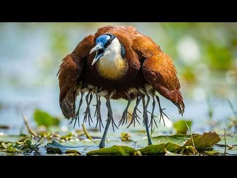 This bird's chicks disappear when in danger | African Jacana - full life cycle from egg to survivor