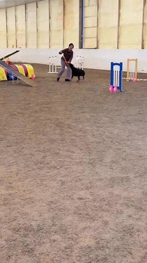 Have you ever seen a doberman in agility? #doberman #cutedog #dogagility #cutepuppy #dobermanpinscher#dogexercise #dobermans#cutedog #dogsports #puppyagility | Maze the Doberman