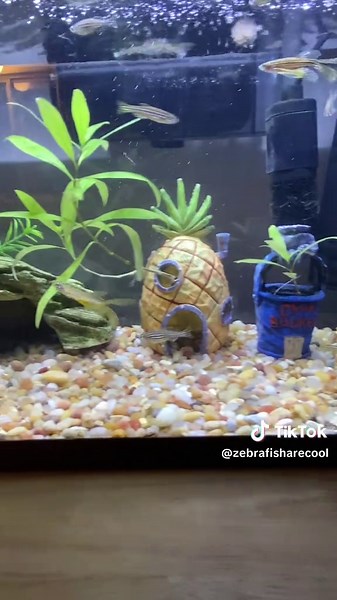Meet SpongeBob the zebrafish with a special phenotype, he’s not stripped like the others, instead he’s spotted and much more yellow making him the perfect #SpongeBob. He has trouble swimming because he has a faulty swim bladder which affects his buoyancy. #aquarium #fish #zebrafish #fishcare