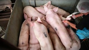 Final Moments - stories from inside an Australian abattoir