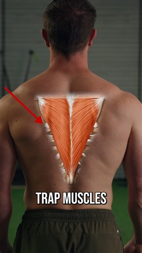 Conor Harris on Instagram: "Most people don’t train their Lower Traps properly because they overlook one of their most important functions. Addressing this can unlock your shoulders and fix a ton of problems. If you want a comprehensive approach to fixing shoulder mobility and pain, check out my No B.S. Guide To Shoulder Health! Link in bio. Alternatively, if you’re a personal trainer, coach, or physical therapist, registration for my February 2026 Live Biomechanics Course is now open! This cour