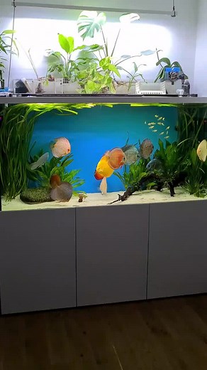 Discus and Koi fish on TikTok