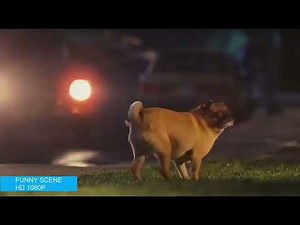 Norbit but only when Lloyd The Dog is on Screen