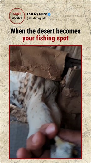 2.6M views · 41K reactions | Falconry is one of the world’s oldest hunting traditions, practiced for over 4,000 years across Asia, the Middle East, and Europe. Falcons were trained to hunt game and symbolized power and prestige. Today, falconry is recognized by UNESCO as Intangible Cultural Heritage and is still practiced in more than 60 countries, blending ancient skill with cultural pride. Credit: @ba_1.v #Falconry #AncientTraditions #lostmyguide | Lost My Guide | Facebook