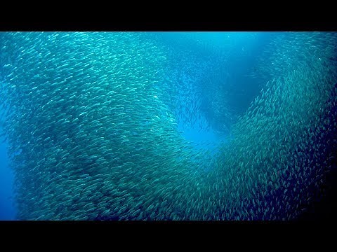 Lens of Time: Secrets of Schooling | bioGraphic