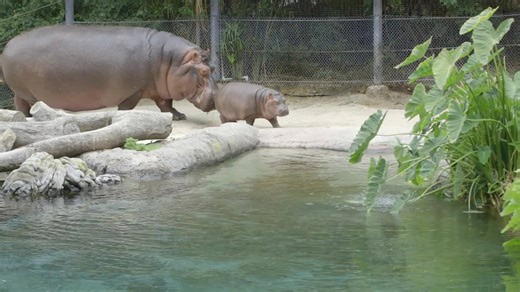 Sink or swim — this hippo calf is learning life’s basics alongside mom