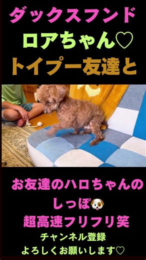 ダックスフンド子犬 トイプードルのお友達と遊ぶ！超高速しっぽフリフリ♡＃愛犬＃可愛い＃癒し＃犬のいる暮らし＃ダックス＃トイプードル