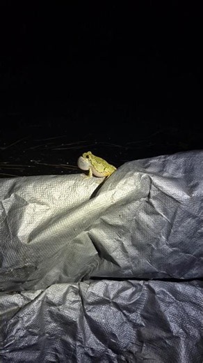 Cope's Tree Frog Has the Weirdest Vocalization #animalfacts #frogs #shorts