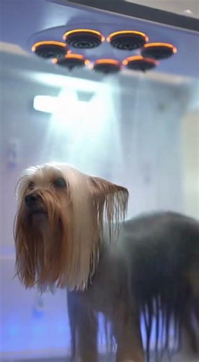 How does the 352685712 dog washing robot work?