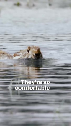 PBS Hawai‘i on Instagram: "Ever heard of swamp rabbits?  These animals have an incredible superpower. PBS Nature shares the first footage capturing it! #pbs #pbsnature #nature #rabbit #swamp #didyouknow #wildlife #wildrabbit #cottontail"