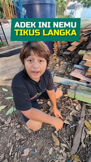 ada anakan bajing jatuh..?? #bajingtigawarna #tupaitigawarna #dhepawiro #pawirodoro