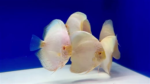 goldenstatediscus on TikTok