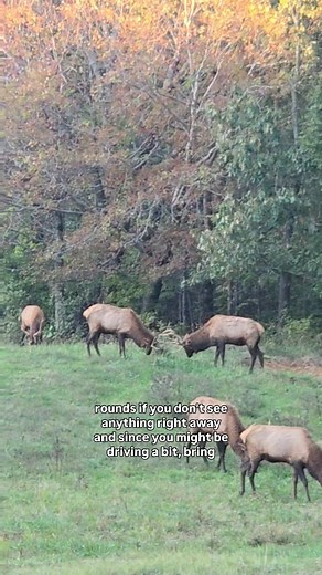 99 reactions · 30 shares | We love visiting the Elk and Bison Prairie in LBL. On this trip, the Elk really showed out after having us patiently wait for several hours. #landbetweenthelakes #elkandbisonrange #elkandbisonprairie #elk #rutseason #elkseason #kentuckylake #kylake #lakebarkley #lbl #explorekentuckylake #lakinitwithlydia #naturelovers | Explore Kentucky Lake | Facebook