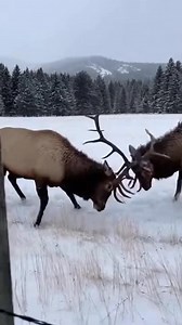 Rival Elk Smash Car During Brawl Estes Park, Colorado — January 28, 2024 A dramatic battle for dominance between two massive bull elk in Estes Park took a destructive turn Sunday when their violent struggle spilled out of a snowy meadow and slammed directly into a parked SUV, causing significant damage as shocked onlookers recorded the chaos. The incredible footage shows the two elk locked in a powerful shoving match, their massive antlers clashing loudly. In a sudden display of force, one bull 