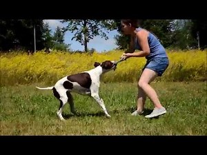 Amazing Dog Tricks by Morgan the English Pointer