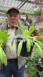 14 reactions | Primula Vialii “Red Hot Poker “ Flowers for months and lasts for years.. Planting time is from now ,available in webshop https://pergolanurseries.ecwid.com ALL IRELAND DELIVERY  32 Counties WEBSHOP https://pergolanurseries.ecwid.com Pergola Nurseries Garden Corner, Virginia,Co Cavan A gardeners oasis of quality plants Open Tuesday to Saturday 10.30-6 Open Sundays 2-6 | Pergola Nurseries Garden Corner | Facebook