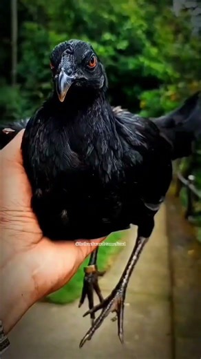 Pullet Black Bonanza Broodhen #signature #bloodline #gamefowls #gamefowlnation