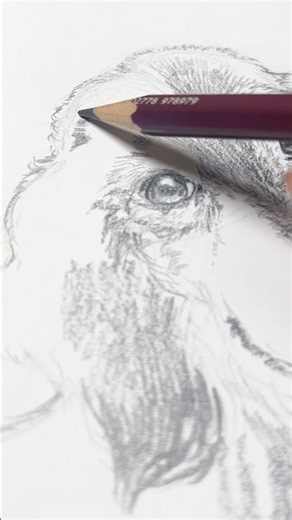 30回犬を描いたら神絵師になれるか検証 第28回 #pencildrawing #イラストメイキング #犬の描き方 #drawing #sketch #art