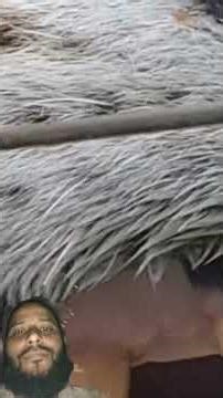 “Angry Royal Bengal Tiger Warning Attack | Most Dangerous Tiger Reaction | #viral #tiger #shorts