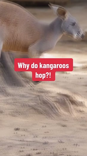 Don't let the hopping fool you, kangaroos are fast! #AnimalFacts #kangaroo #australia #edutok