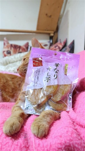 華なり 干し芋 261012 #cat #三毛猫 #cute #ねこ #猫のいる暮らし #華なり 干し芋