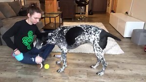 There are less than two weeks left to apply for the Dog Trainer...