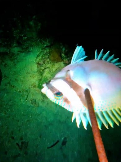 Night Spearfishing #freediving #spearfishing